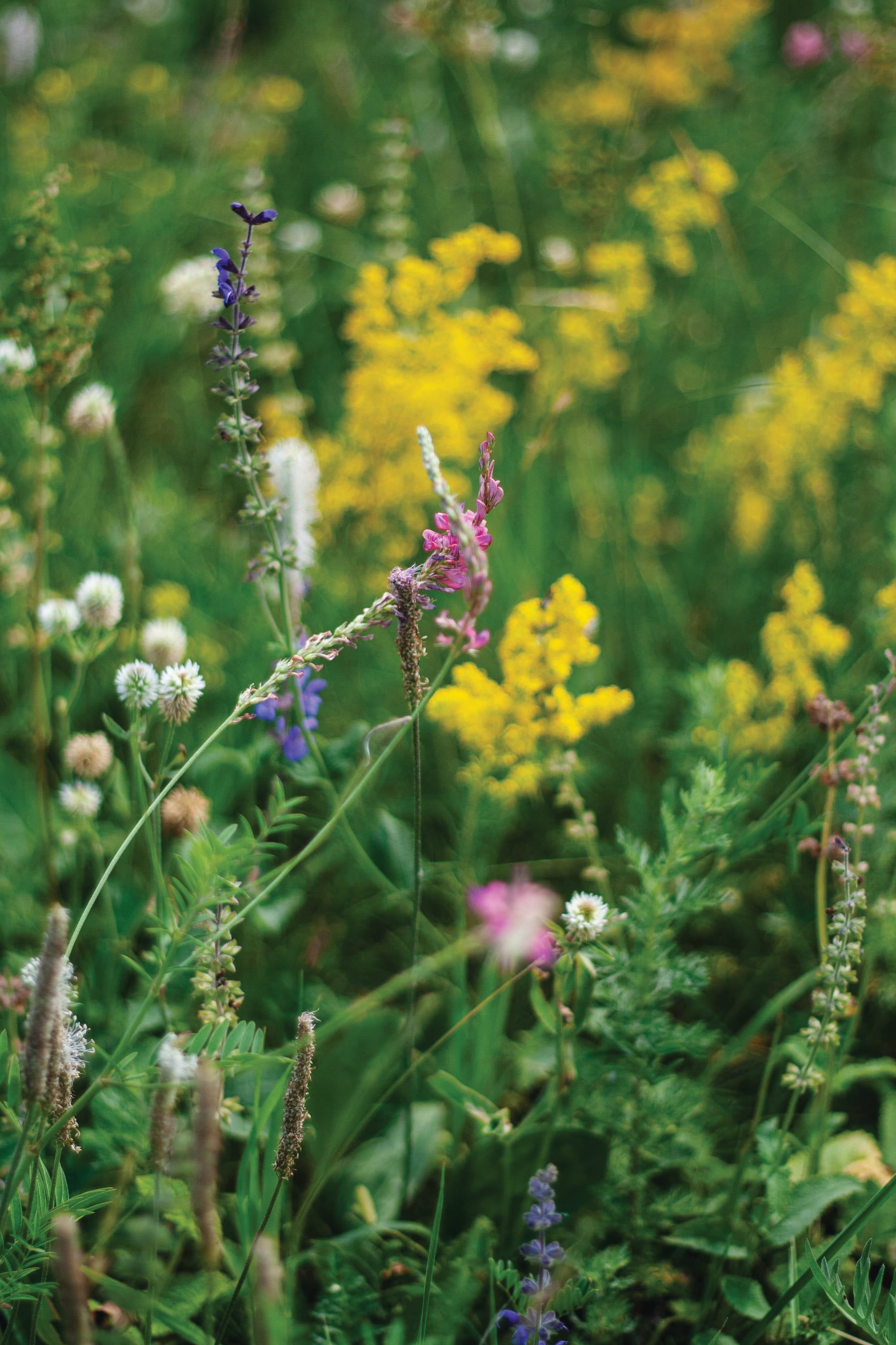 Close up of natural grass with wildflowers