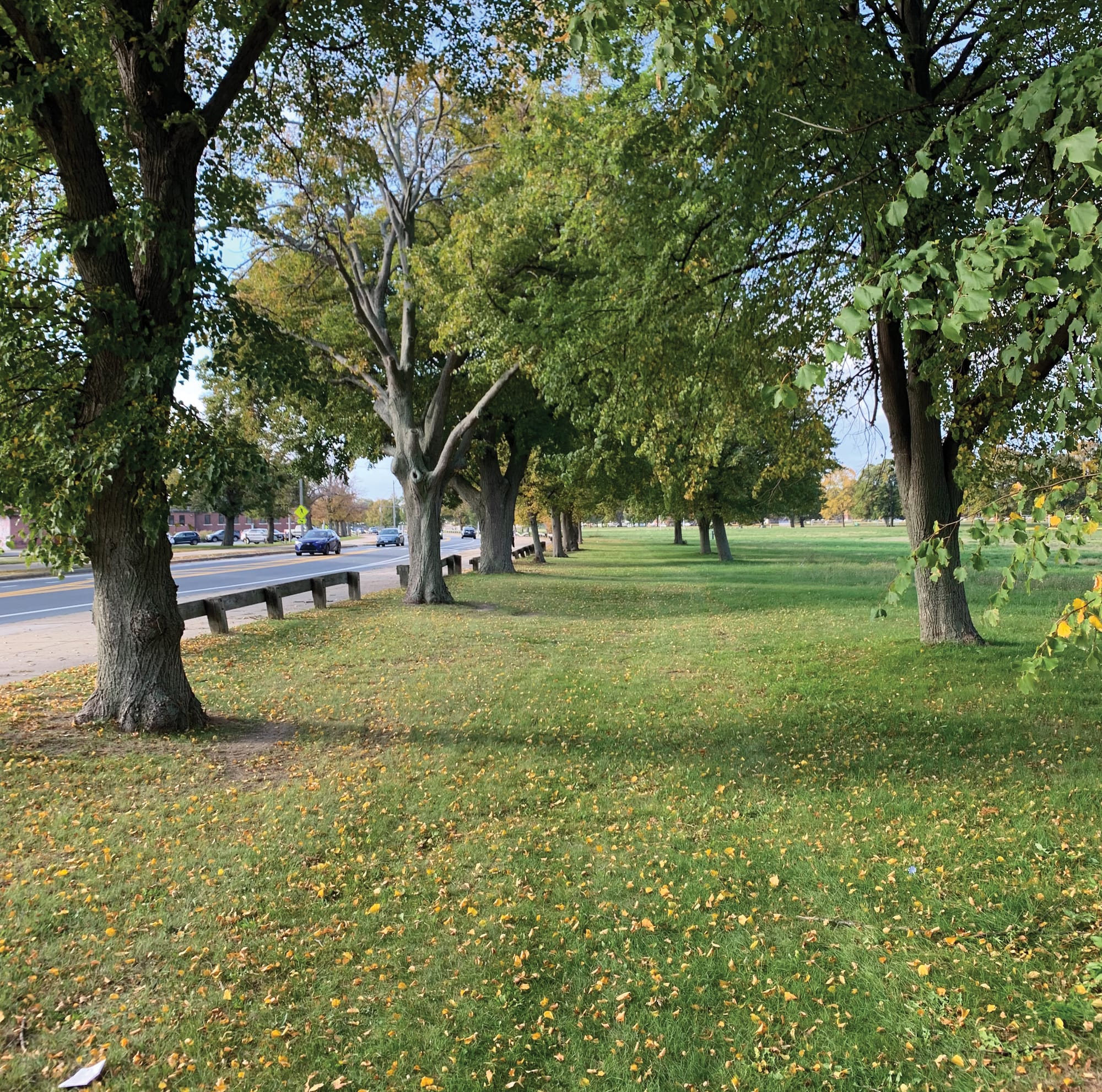 Trees lining a park