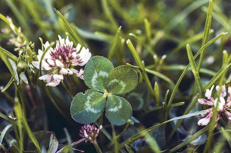 Close up on grass and a four leaf clover