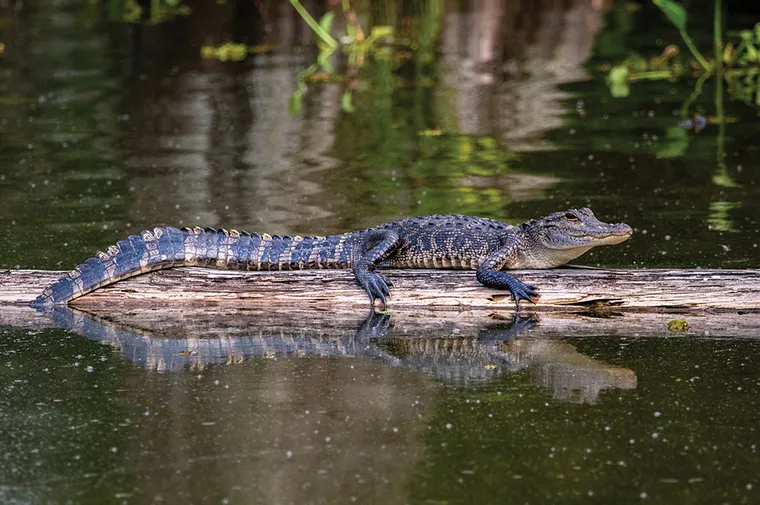 How To Embrace Native Species In Parks